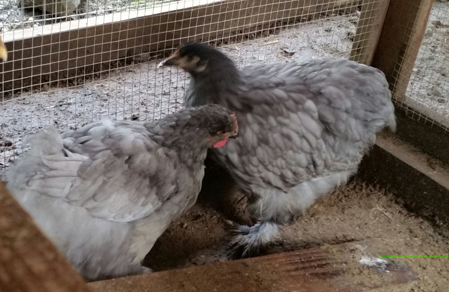 IMG    Hello! so happy to have found this thread!!Here are my blue chicks. I have 5 LF chicks and one LF adult hen that I hope to get in my new coop soon.
